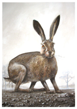 Hare cards from acrylic paintings by Clive Barrett  Three different Cards - 8.50