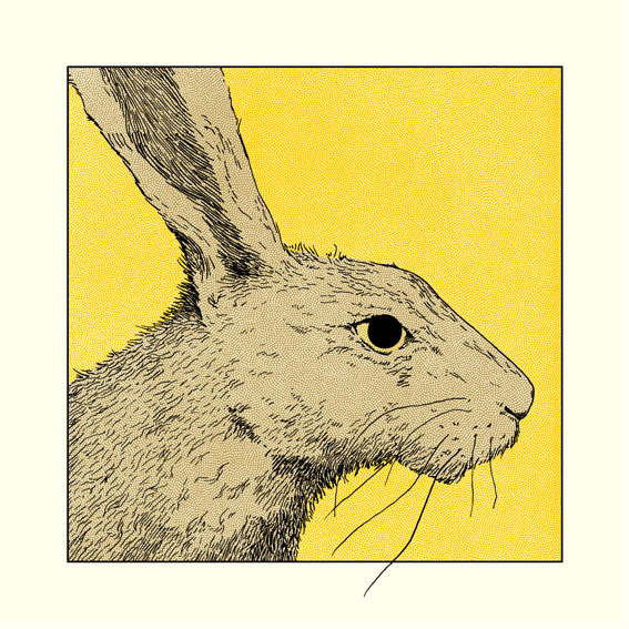 Hare Card